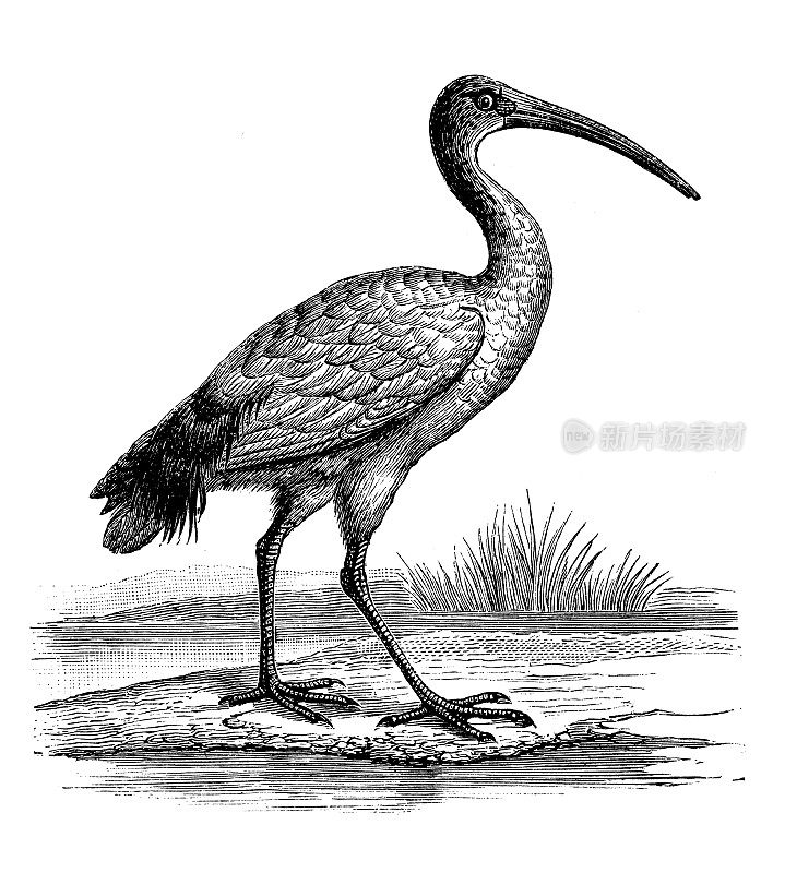 仿古动物插图:非洲圣鹮(Threskiornis aethopicus)